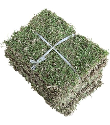 Amazon.co.jp: ノシバ種子 品種名：コンパドレ 1kg（500g×2袋） : DIY